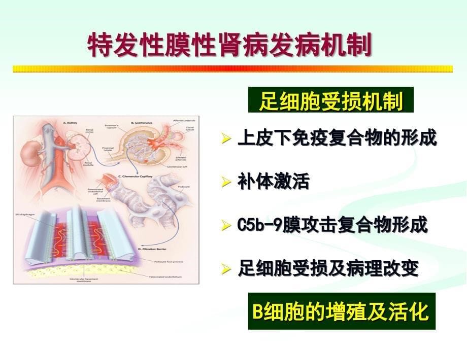 特发性膜性肾病的诊疗进展 月_第5页