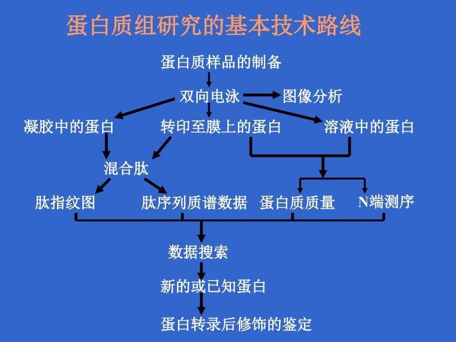 双向电泳原理及实验步骤.ppt_第5页