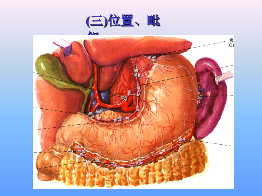 系统解剖学NO8_第4页