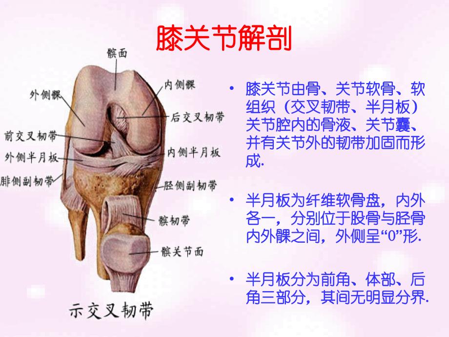 常见膝部关节镜手术及术后康复程序 (1)_第3页