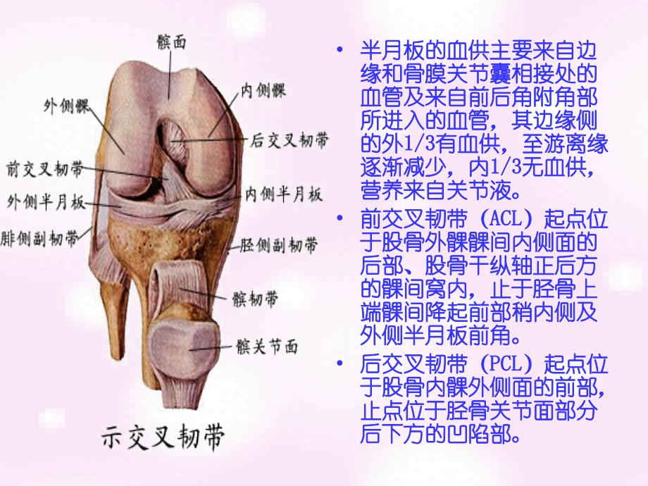 常见膝部关节镜手术及术后康复程序 (1)_第4页