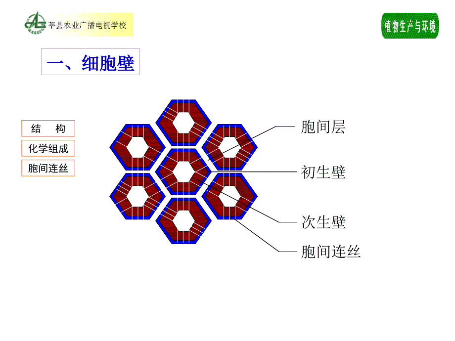 植物生产与环境第一章植物基础知识.ppt_第3页