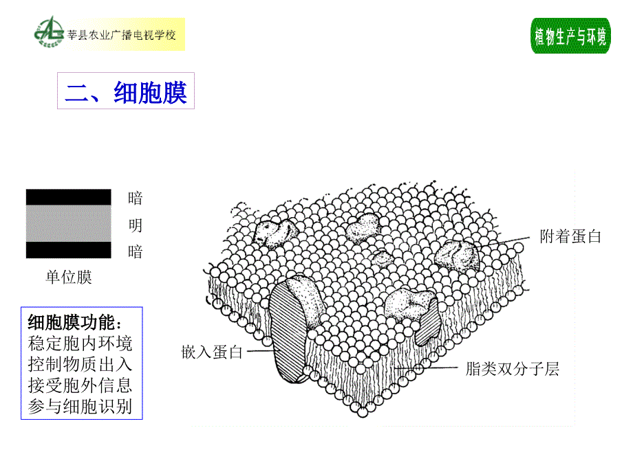 植物生产与环境第一章植物基础知识.ppt_第4页