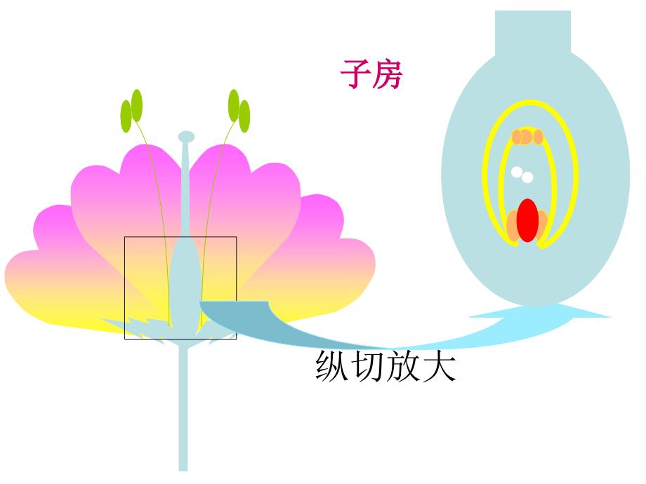 七年级生物绿色植物的一生_第3页