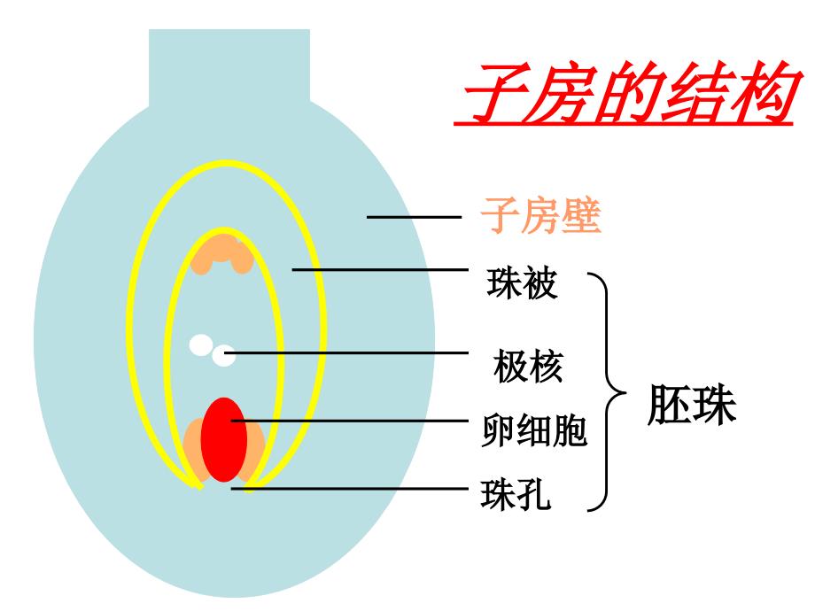 七年级生物绿色植物的一生_第4页