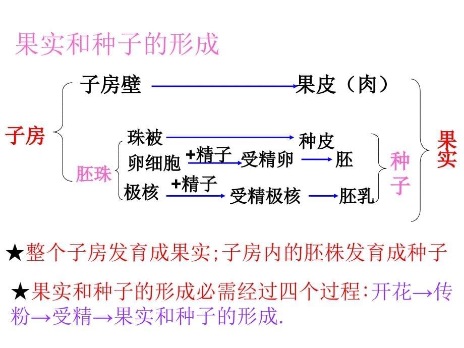 七年级生物绿色植物的一生_第5页