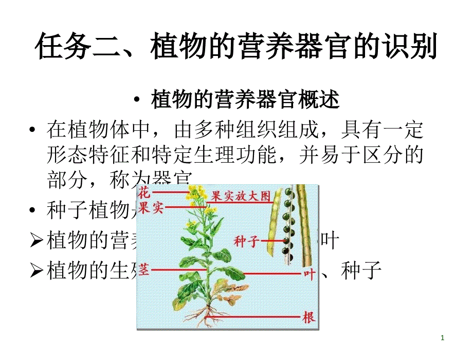 2任务二、植物的营养器官的识别_第1页