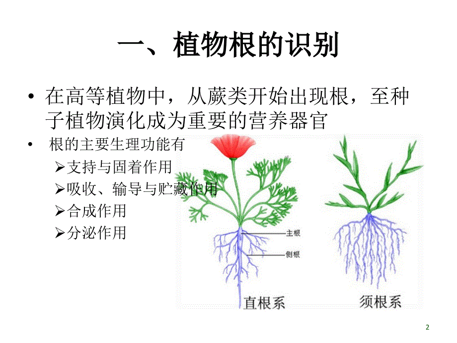 2任务二、植物的营养器官的识别_第2页