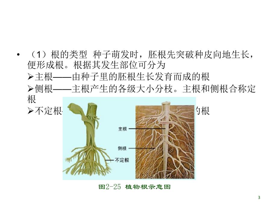 2任务二、植物的营养器官的识别_第3页