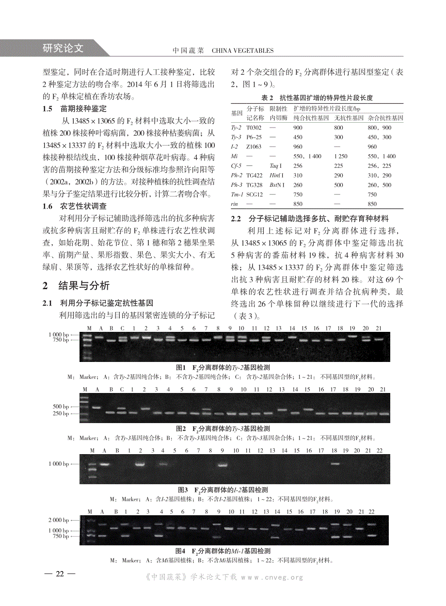 多抗、耐贮存番茄育种材料的创制_第3页