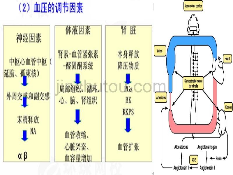 高血压药教案_第4页