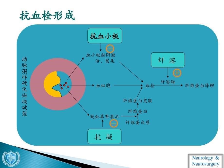 抗血小板药物使用_第5页