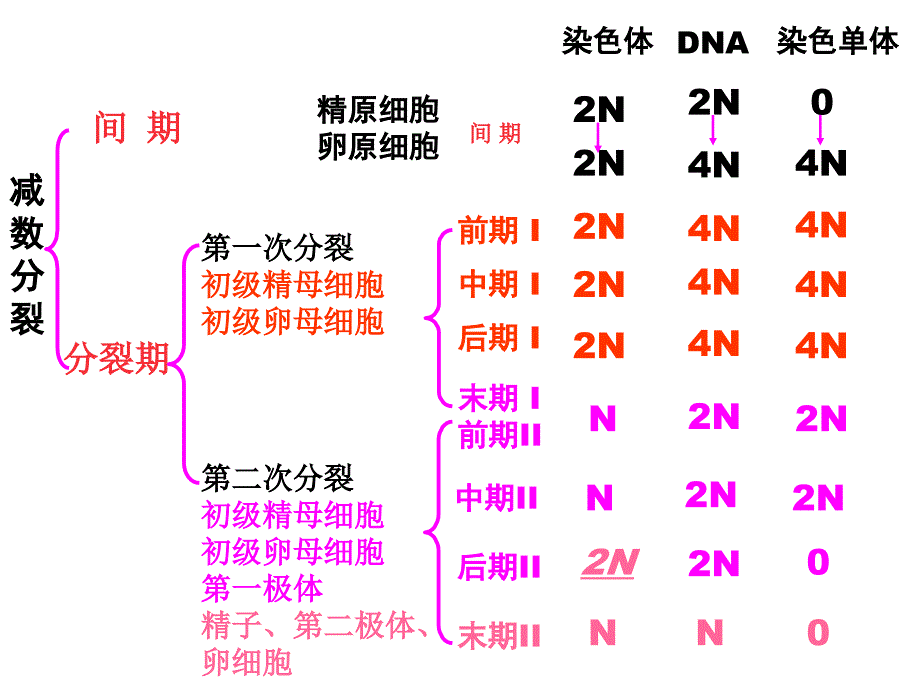 减数分裂-染色体、dna、染色单体的数量变化_第2页