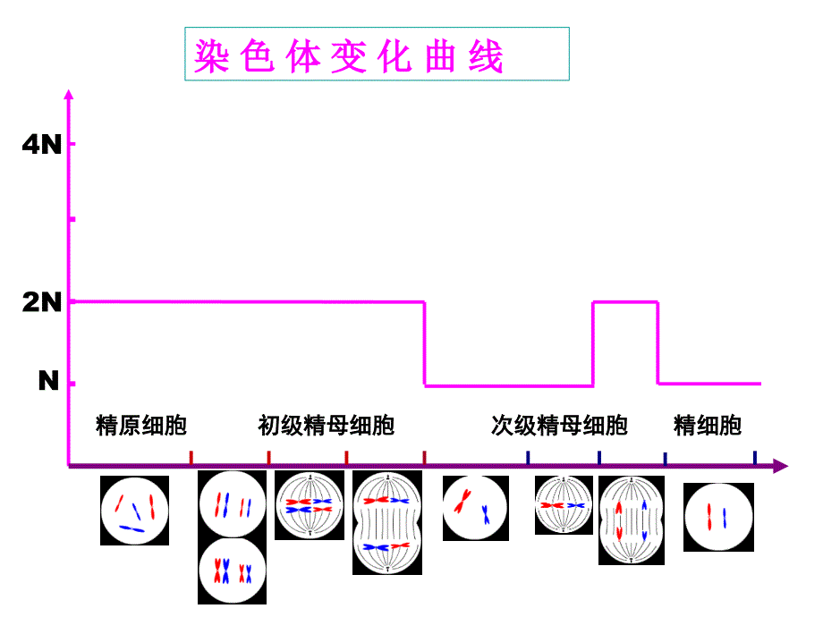 减数分裂-染色体、dna、染色单体的数量变化_第3页