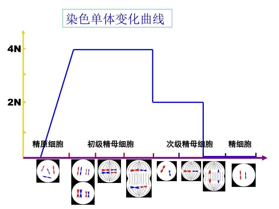 减数分裂-染色体、dna、染色单体的数量变化_第5页