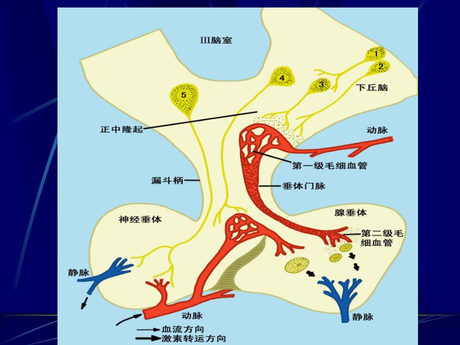 中国医科大学基础医学生理学PPT课件 第十一章 第二节   下丘脑与垂体的内分泌_第3页