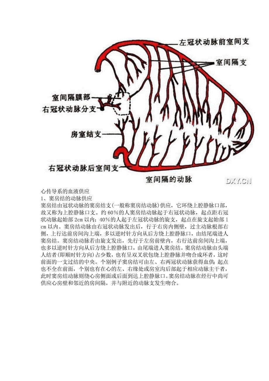 冠状动脉解剖与冠状动脉造影_第5页