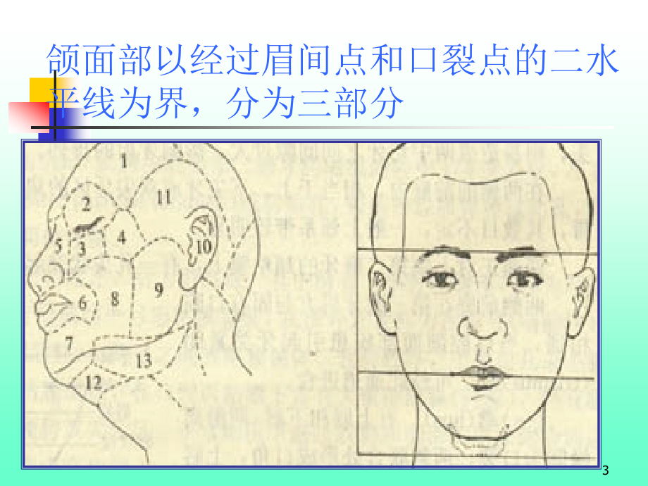 口腔颌面部解剖生理_第3页