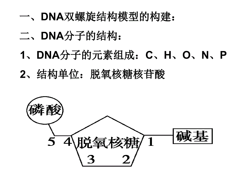 DNA分子的结构_第4页