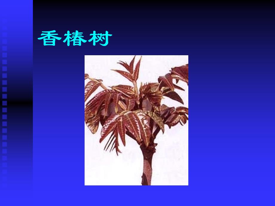 第6章 多年生蔬菜_第2页