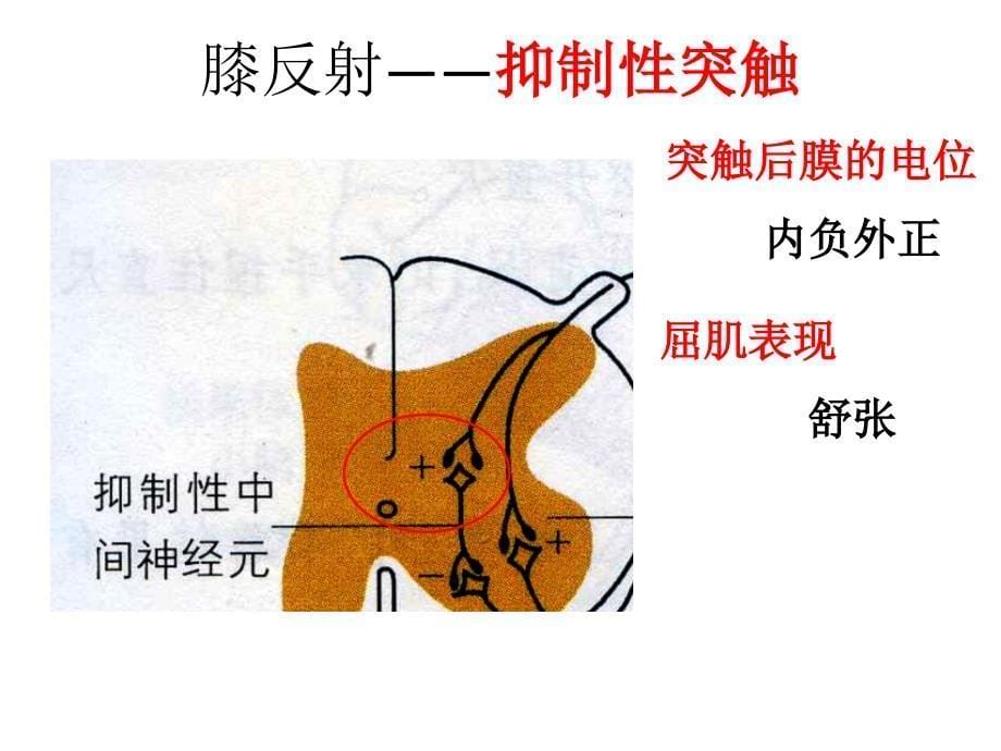 神经系统的结构与功能——反射 大脑皮层和体温调节_第5页