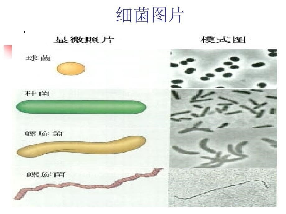 啤酒微生物知识_第5页