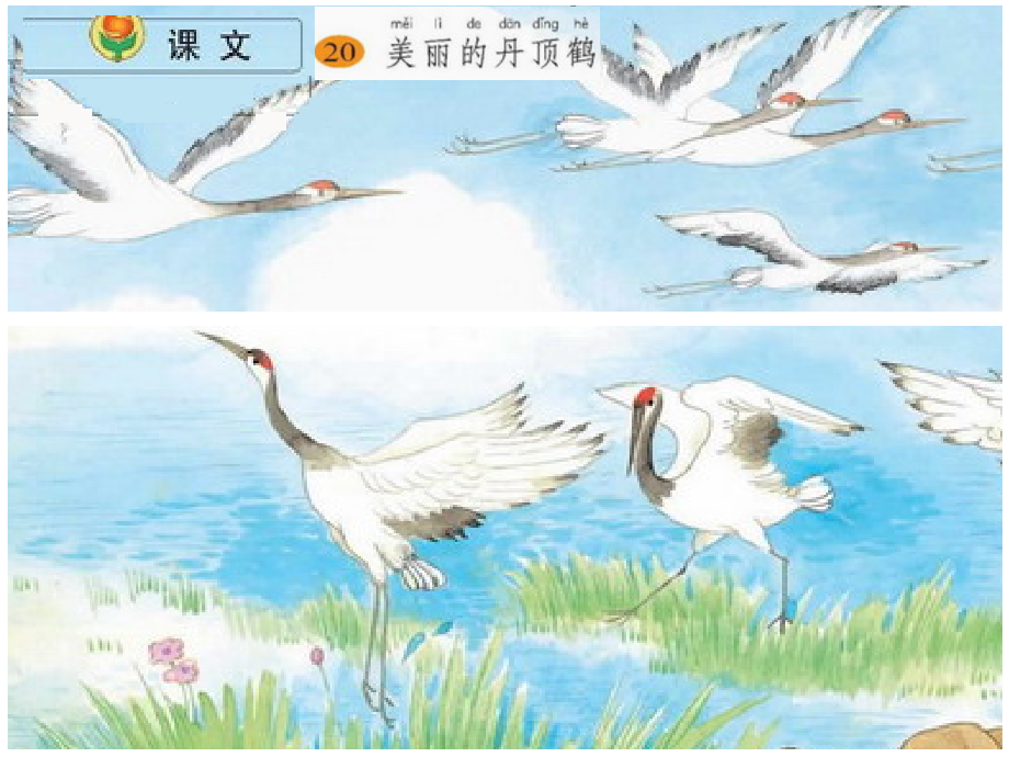 小学语文二年级上册《20.美丽的丹顶鹤》课件(苏教版国标本)_第1页