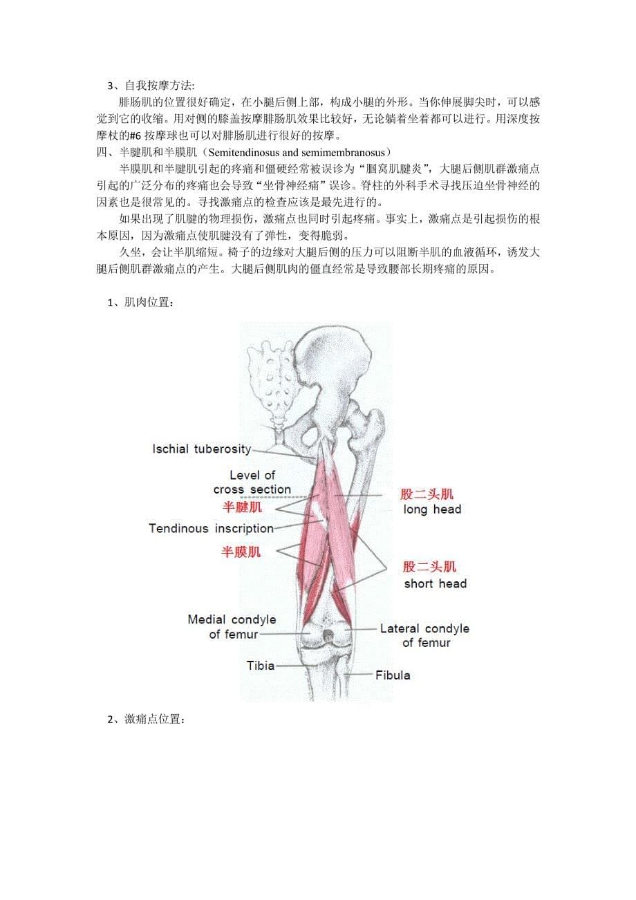 激痛点和肌肉疼痛自我按摩治疗()小腿后侧痛_第5页