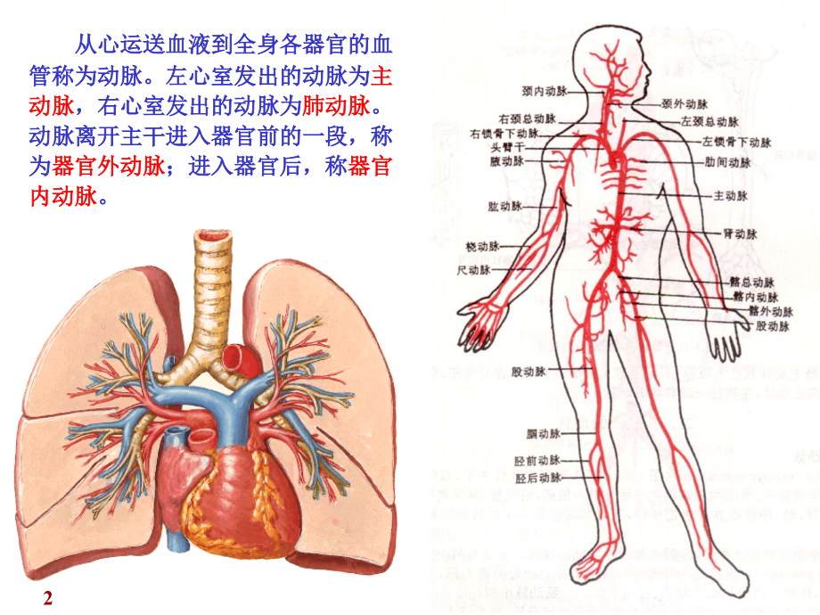 第11章 心血管系统 动脉_第2页