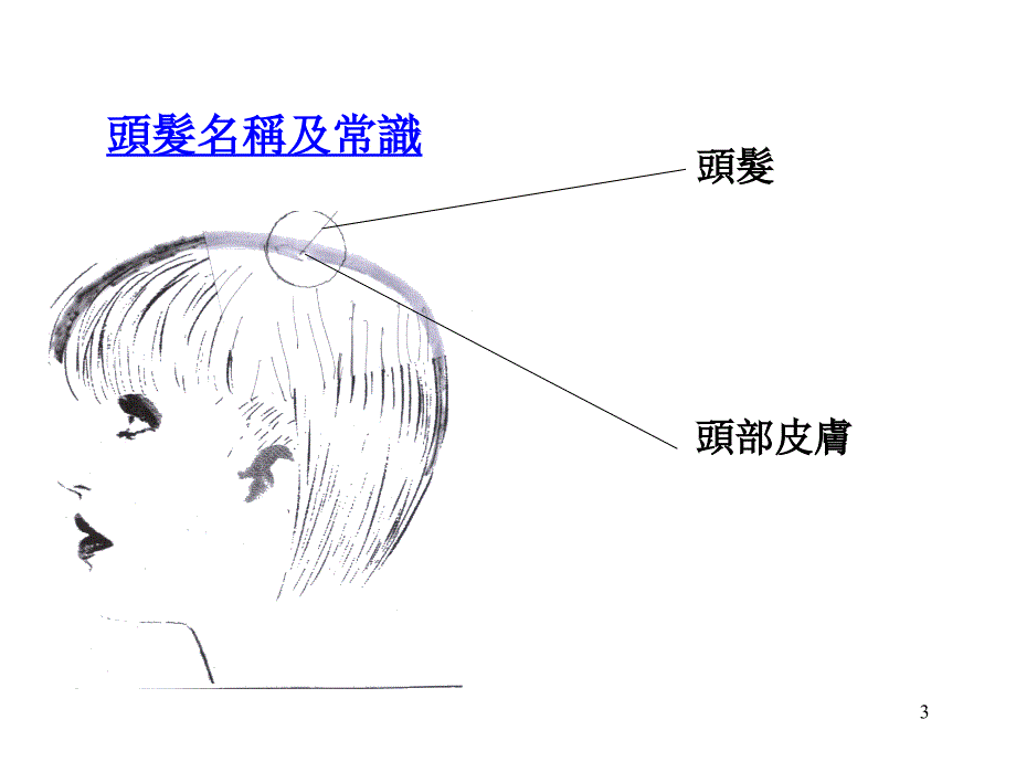 初级染发课程_第3页