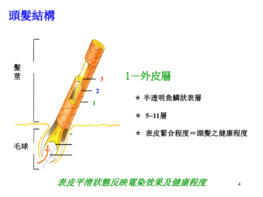 初级染发课程_第4页