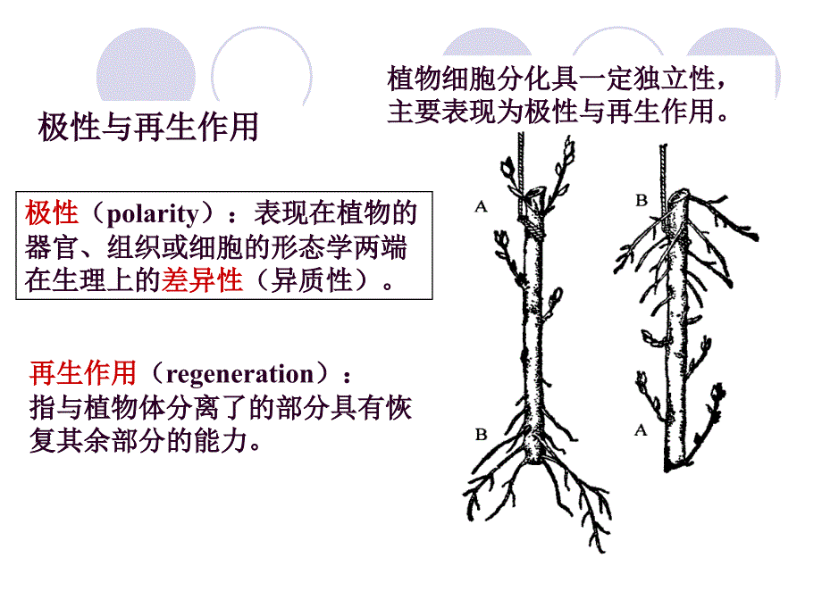 植物生理学——植物的生长生理_第3页