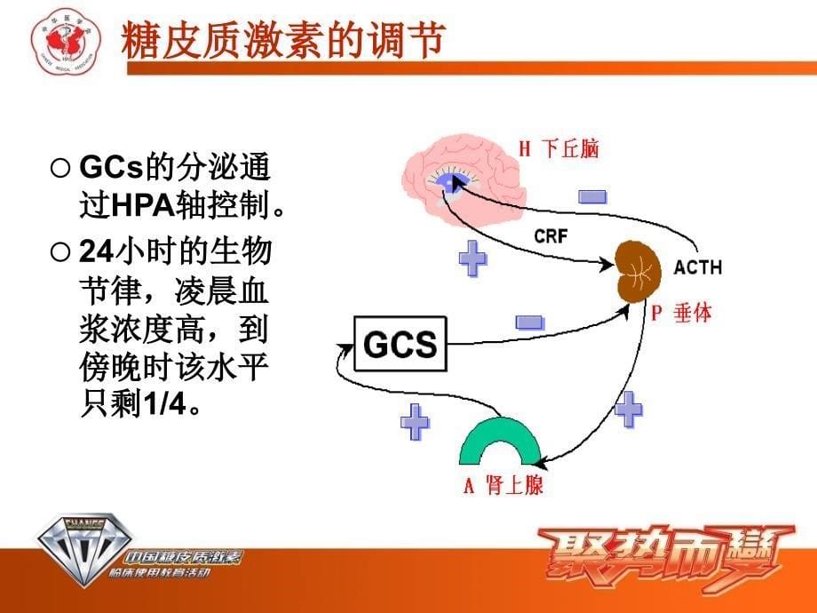 糖皮质激素在风湿疾病中的合理应用_第5页