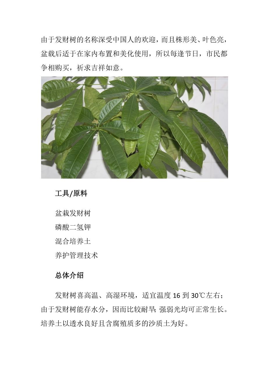 盆栽小发财树栽植养护方法_第2页