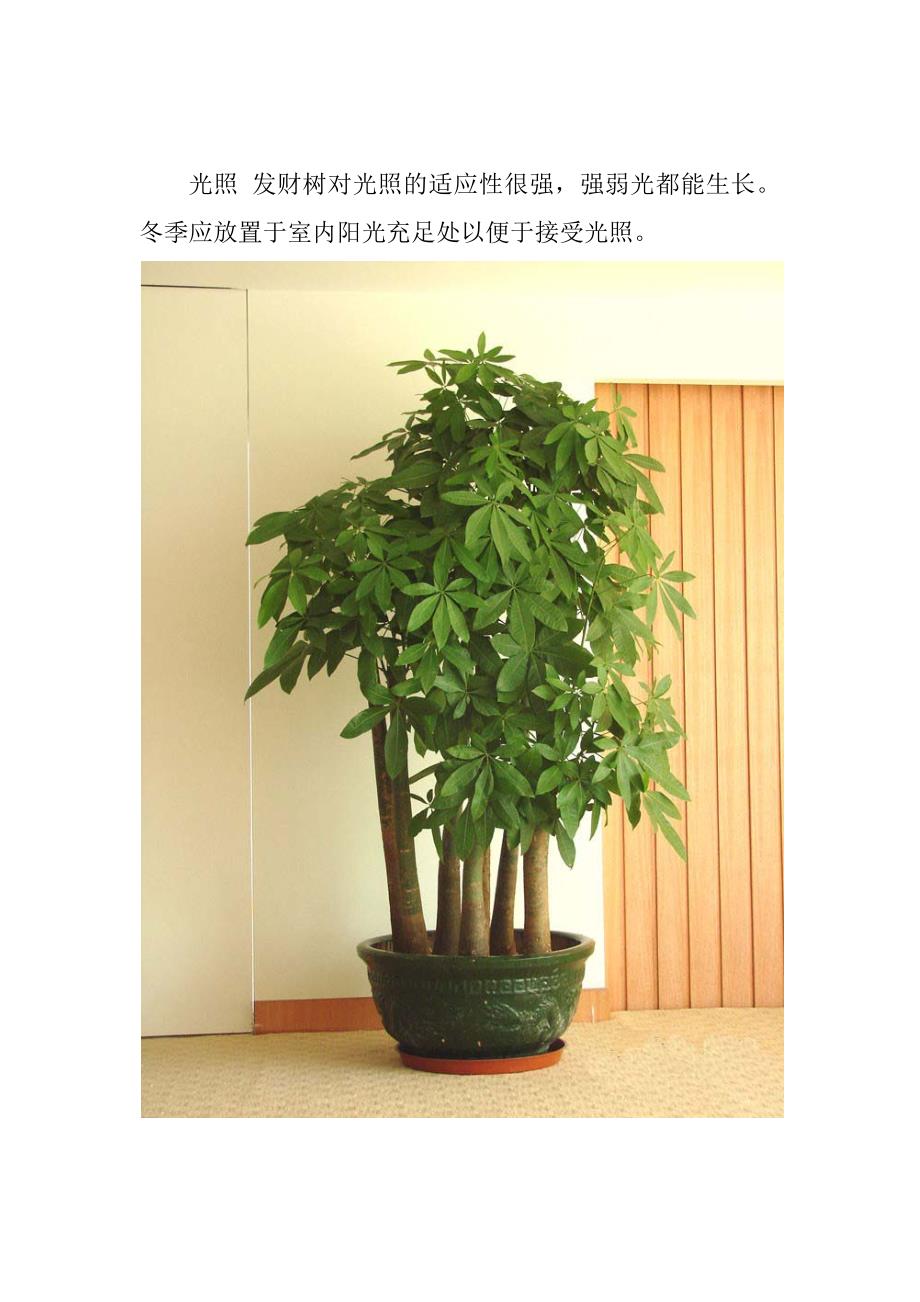 盆栽小发财树栽植养护方法_第3页