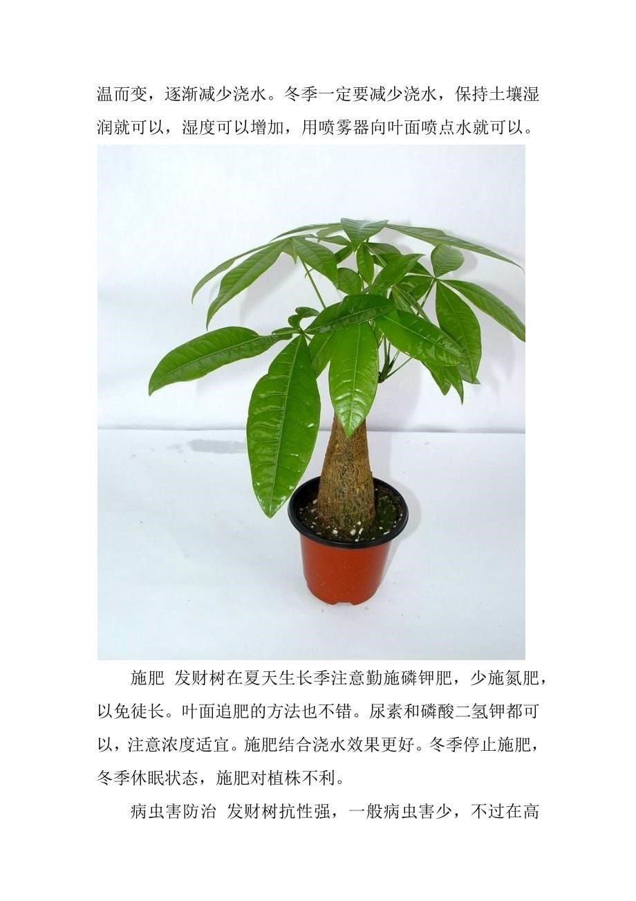 盆栽小发财树栽植养护方法_第5页