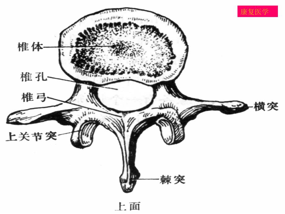 腰椎间盘突出症康复_第4页