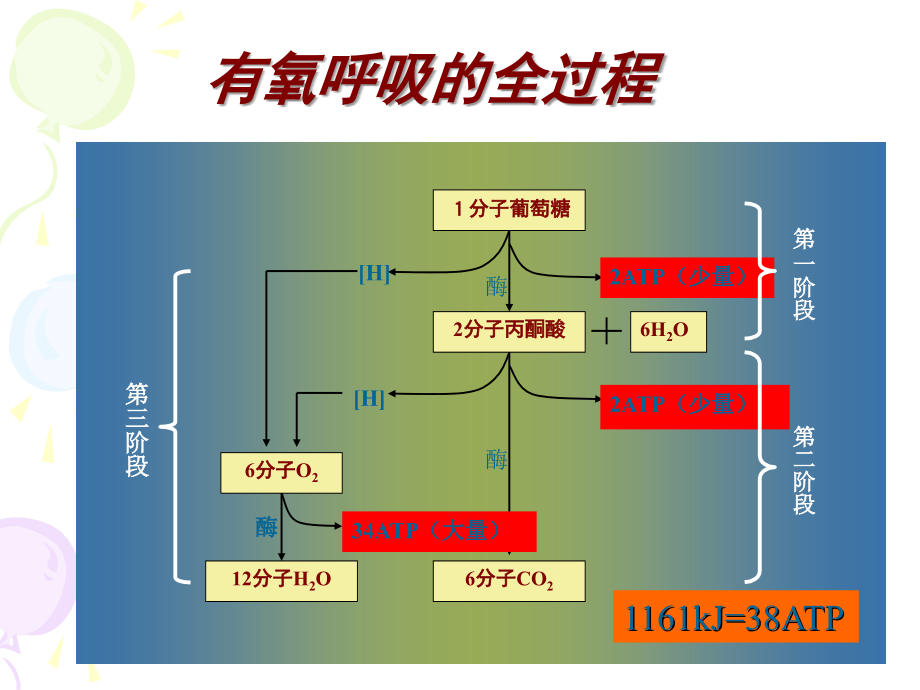 可用生物奥赛细胞呼吸_第4页