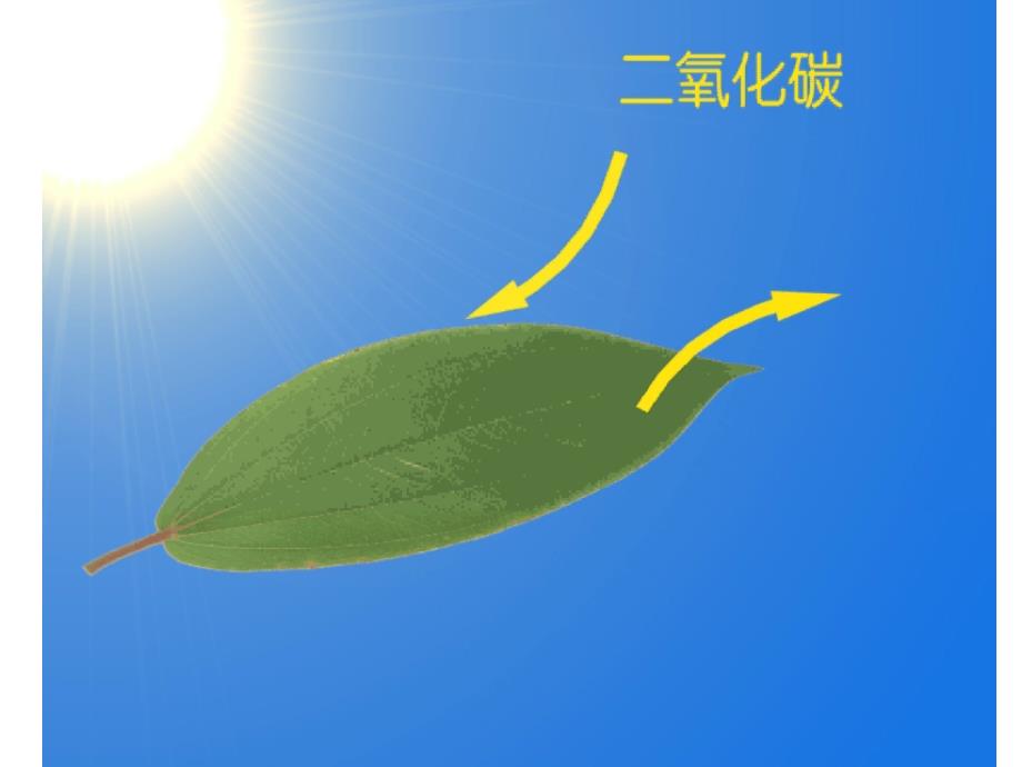 小学科学植物怎样生存_第4页