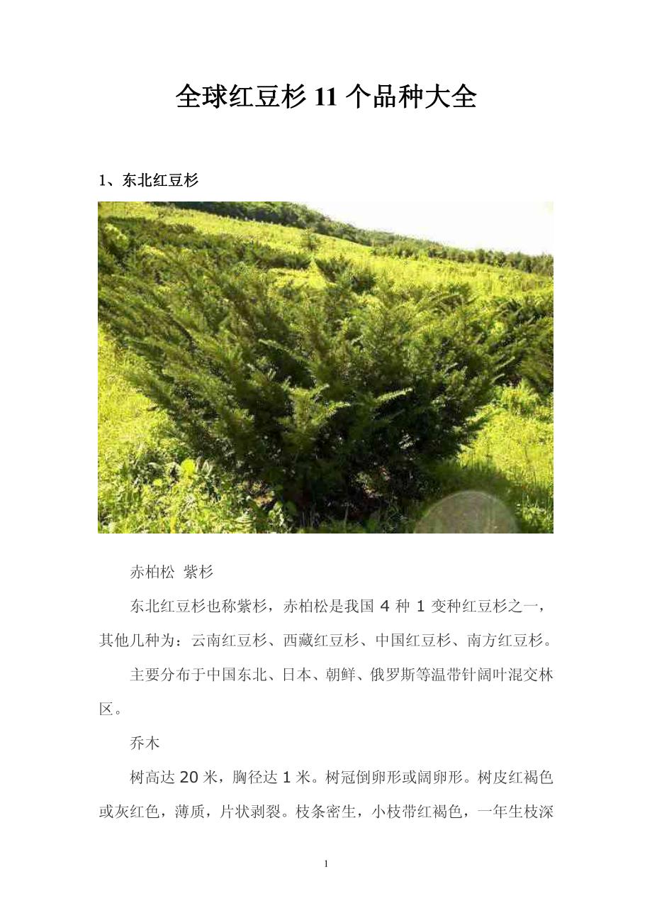 红豆杉品种大全(11个)_第1页