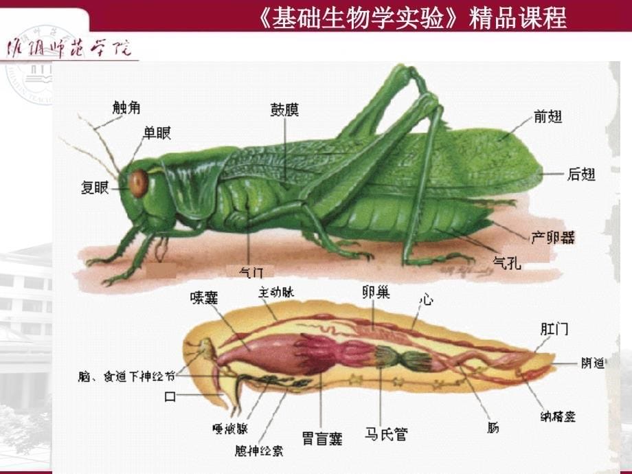 《基础生物学实验》精品课程 实验7 蝗虫的形态结构和昆虫纲的分类_第5页