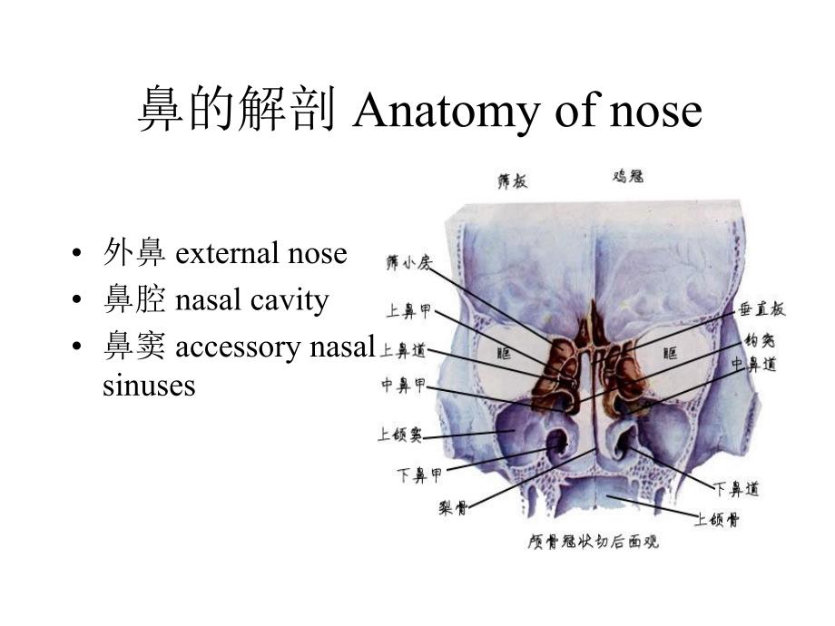 鼻及鼻窦解剖_第2页