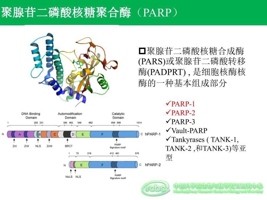 PARP抑制剂研究进展_第5页