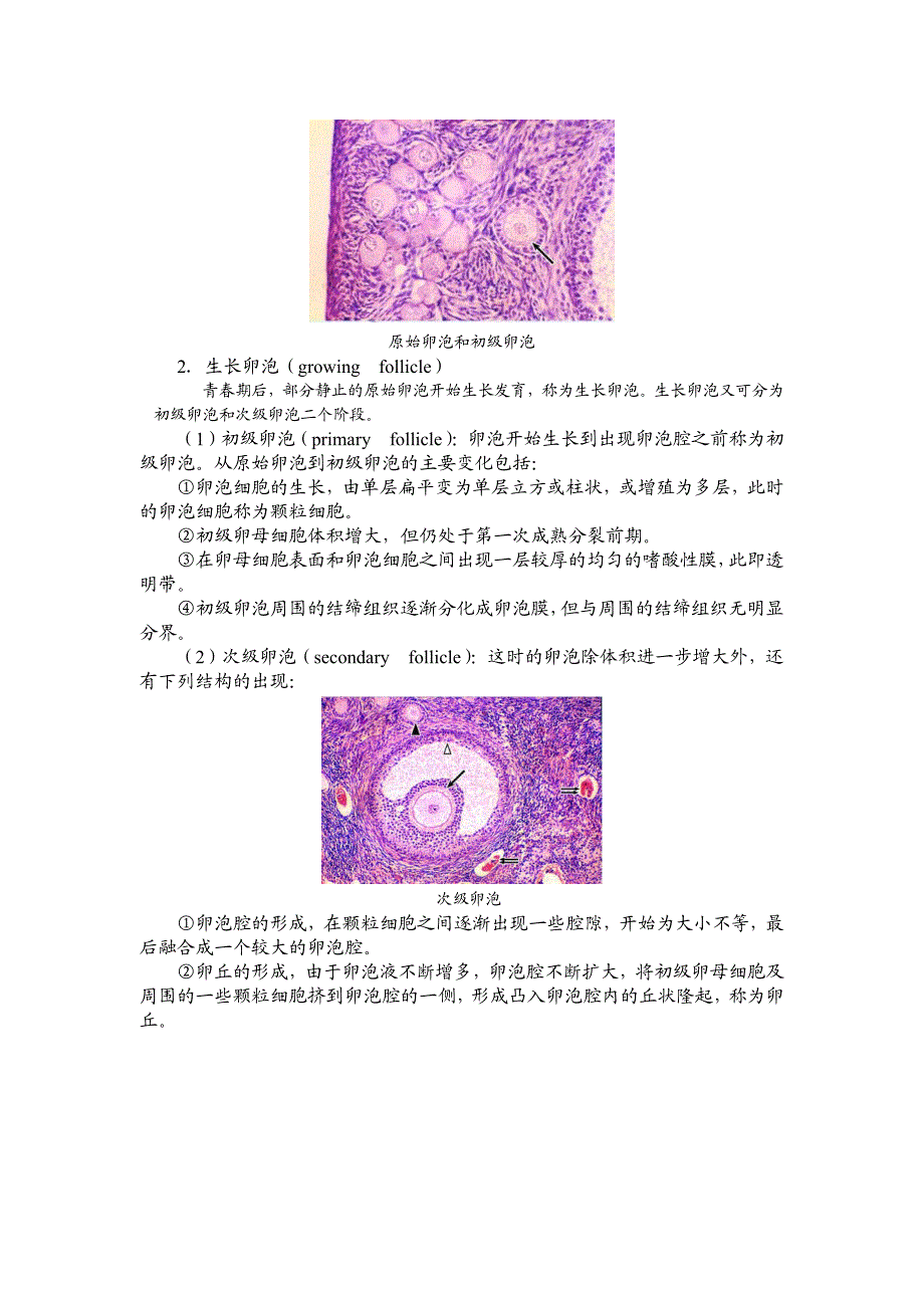 女性生殖系统(彩色带图)_第3页