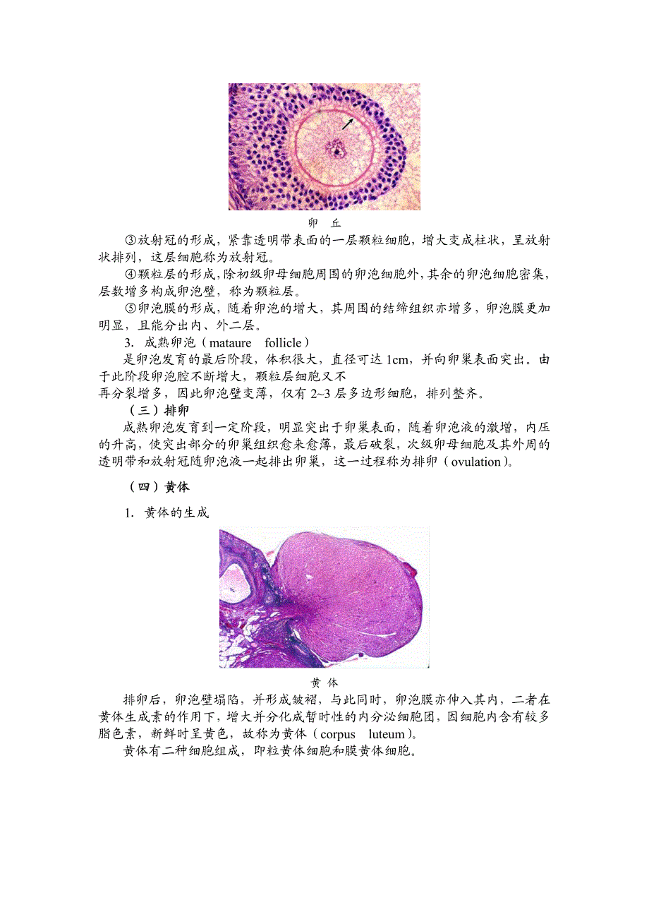 女性生殖系统(彩色带图)_第4页