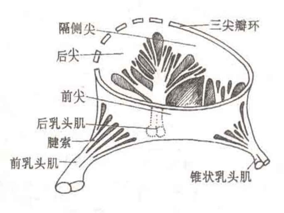 三尖瓣解剖结构_第3页