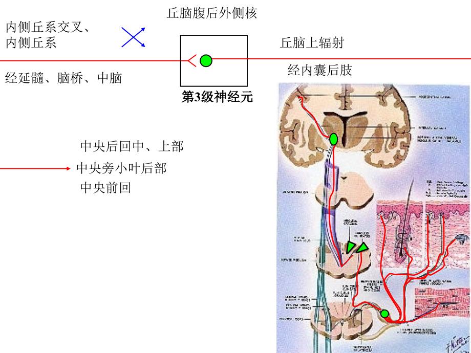 人体解剖之脑和脊髓的传导通路_第2页