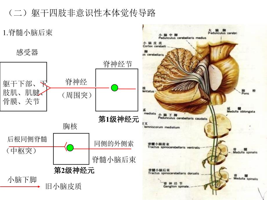 人体解剖之脑和脊髓的传导通路_第4页