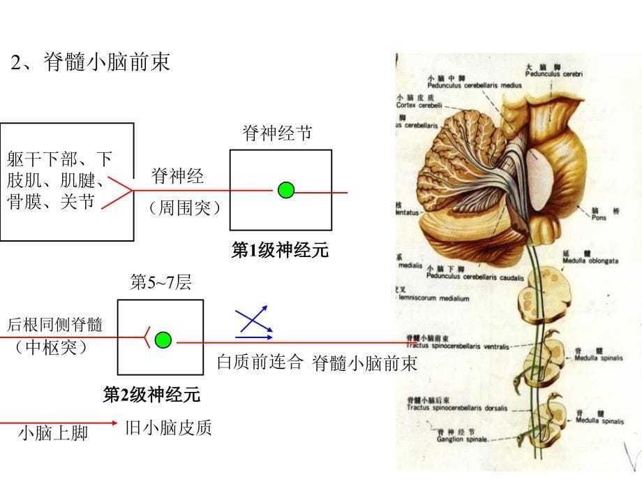 人体解剖之脑和脊髓的传导通路_第5页