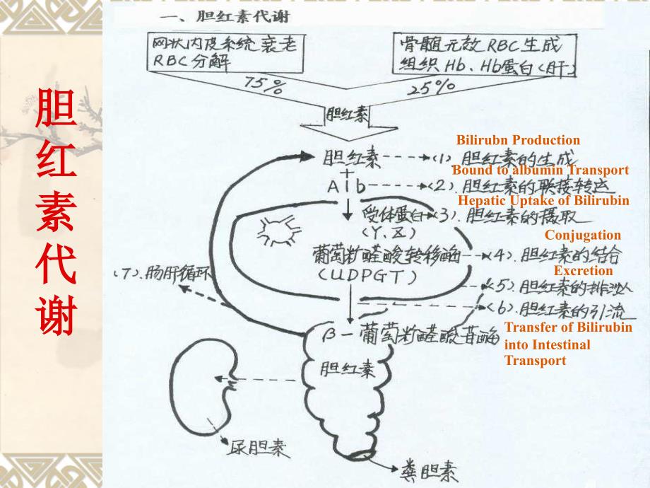 儿科护理学新生儿黄疸_第4页